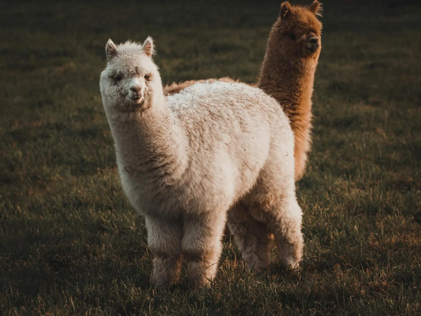 Alpaca Secures $135M to Expand Tokenized Stock Infrastructure